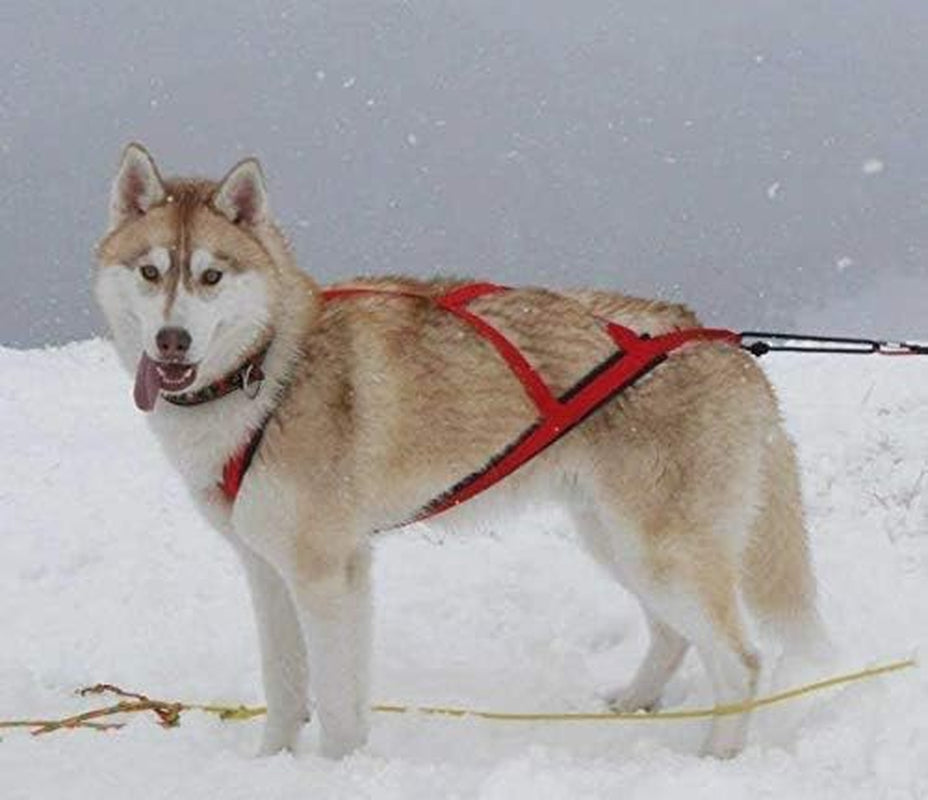 Pro Sled Dog Harness (Blue, Small (Neck 16 Chest 26 Back18))