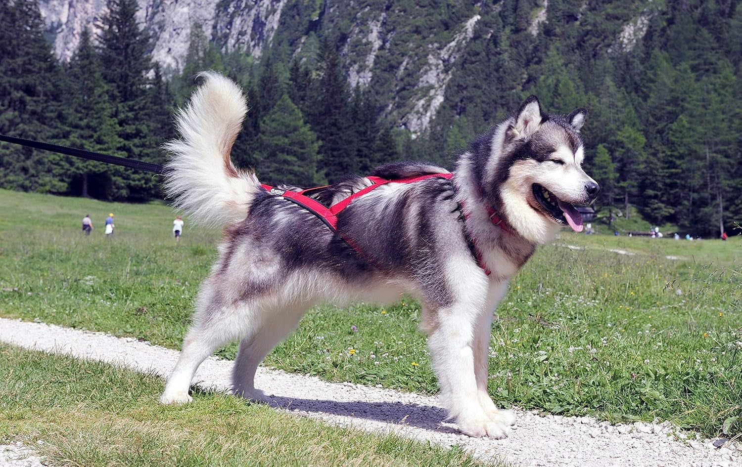 Pro Sled Dog Harness (Blue, Small (Neck 16 Chest 26 Back18))